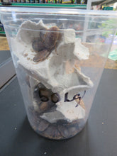 Load image into Gallery viewer, Dubia Roaches 50 count container