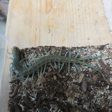 Load image into Gallery viewer, Aztec Blue Centipede baby aka Aztec Ghost