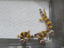 Load image into Gallery viewer, Leopard Gecko Baby ST 20L Mixed Gene
