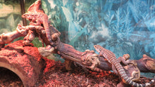 Load image into Gallery viewer, Argentine Red Tegu Baby