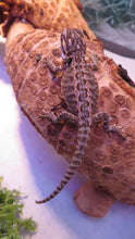 Load image into Gallery viewer, Big Deal Baby Bearded Dragon Special! Combination Baby Dragon & Setup