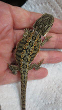 Load image into Gallery viewer, Big Deal Baby Bearded Dragon Special! Combination Baby Dragon & Setup