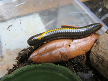 Load image into Gallery viewer, Yellow Avatar Millipede
