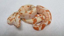 Load image into Gallery viewer, Super Hypo Jungle Glow Boa Constrictor A6