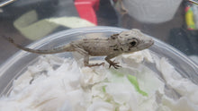 Load image into Gallery viewer, Cuban False Chameleon unsexed