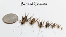 Load image into Gallery viewer, Live Feeder Crickets