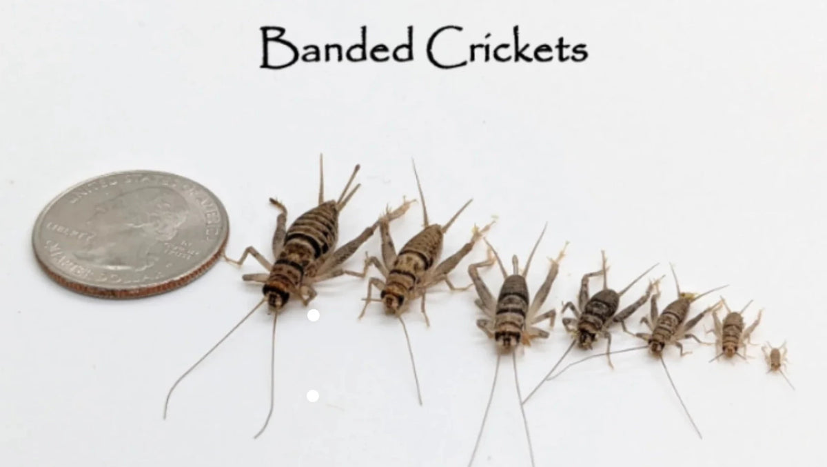 Live Feeder Crickets Stingers Reptile Specialty