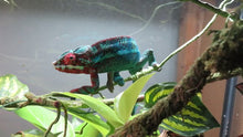Load image into Gallery viewer, Panther Chameleon baby STAY TUNED!