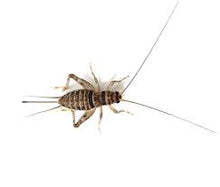 Load image into Gallery viewer, Live Feeder Crickets