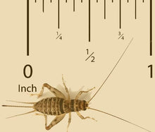 Load image into Gallery viewer, Live Feeder Crickets