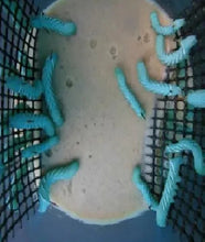 Load image into Gallery viewer, HornWorms