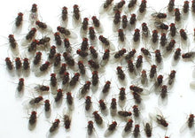 Load image into Gallery viewer, Flightless Fruit Fly Culture