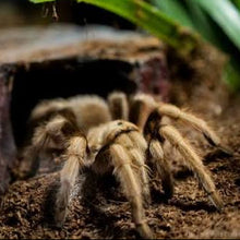 Load image into Gallery viewer, Arizona Blonde Tarantula