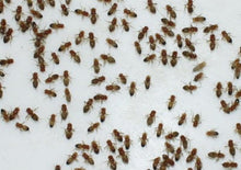 Load image into Gallery viewer, Flightless Fruit Fly Culture