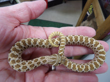 Load image into Gallery viewer, Western Hognose