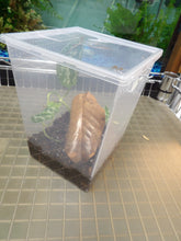 Load image into Gallery viewer, Mourning Gecko (Hawaiian or Yellow Belly)