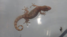 Load image into Gallery viewer, Mourning Gecko (Hawaiian or Yellow Belly)