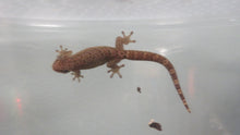 Load image into Gallery viewer, Mourning Gecko (Hawaiian or Yellow Belly)