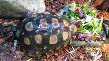 Load image into Gallery viewer, Speke's Hingeback Tortoise