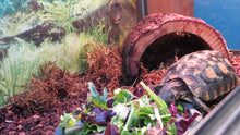 Load image into Gallery viewer, Speke's Hingeback Tortoise