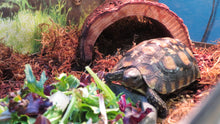 Load image into Gallery viewer, Speke's Hingeback Tortoise