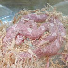 Load image into Gallery viewer, Snow Corn Snake