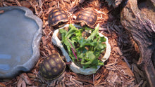 Load image into Gallery viewer, Red Footed Tortoise Babies