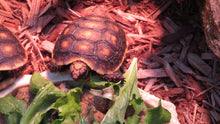 Load image into Gallery viewer, Red Footed Tortoise Babies