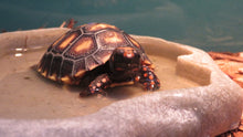 Load image into Gallery viewer, Cherry Head Tortoise