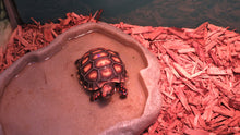 Load image into Gallery viewer, Cherry Head Tortoise