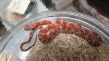 Load image into Gallery viewer, Sunkissed corn snake