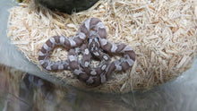 Load image into Gallery viewer, Ghost Corn Snake