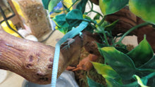 Load image into Gallery viewer, Green Keeled Lizard