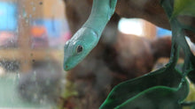 Load image into Gallery viewer, Green Keeled Lizard