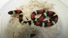 Load image into Gallery viewer, Pueblan Milk Snake Baby