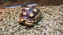 Load image into Gallery viewer, Sulcata Tortoise 4"+