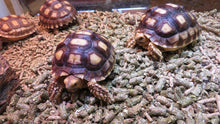 Load image into Gallery viewer, Sulcata Tortoise 4"+