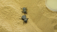 Load image into Gallery viewer, Blue Death Feigning Beetle