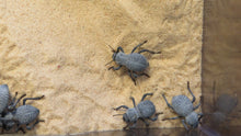 Load image into Gallery viewer, Blue Death Feigning Beetle