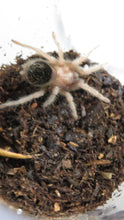 Load image into Gallery viewer, Mexican Golden Red Rump Tarantula