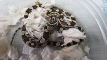 Load image into Gallery viewer, Caramel Corn Snake