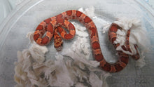 Load image into Gallery viewer, Sunkissed corn snake