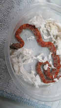 Load image into Gallery viewer, Sunkissed corn snake