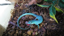 Load image into Gallery viewer, Green Keeled Lizard