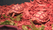 Load image into Gallery viewer, Sulcata Tortoise baby