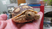 Load image into Gallery viewer, Sulcata Tortoise baby