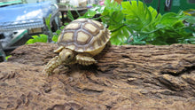 Load image into Gallery viewer, Sulcata Tortoise baby