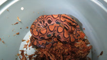 Load image into Gallery viewer, Brazilian Rainbow Boa