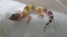 Load image into Gallery viewer, Leopard Gecko Babies