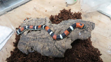 Load image into Gallery viewer, Tri color hognose